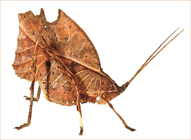 ���� � ����� � ����� �������