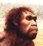 Homo ergaster