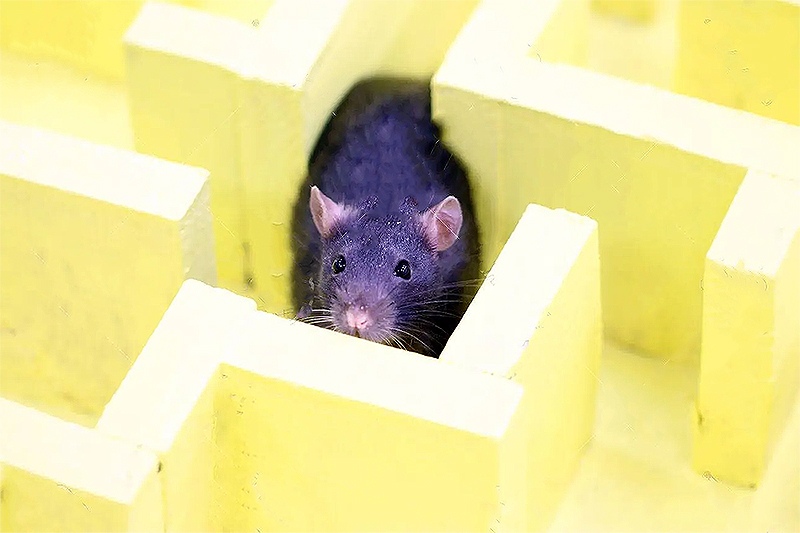 ����� ���� ���� �� ��������� �� ����� �����������