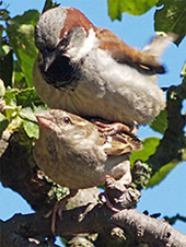 ����� �������� ��������