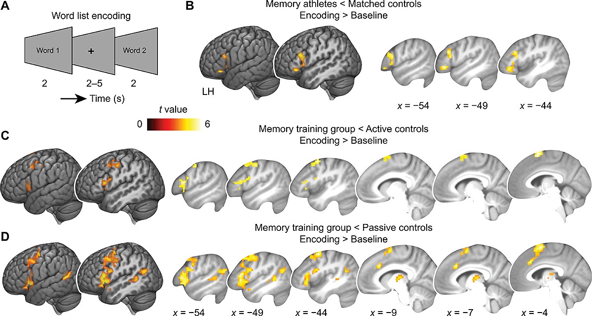 Мозговая и нейронная активность при запоминании слов