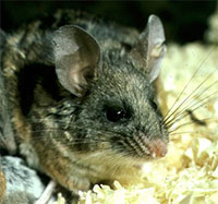 ������������� ���������