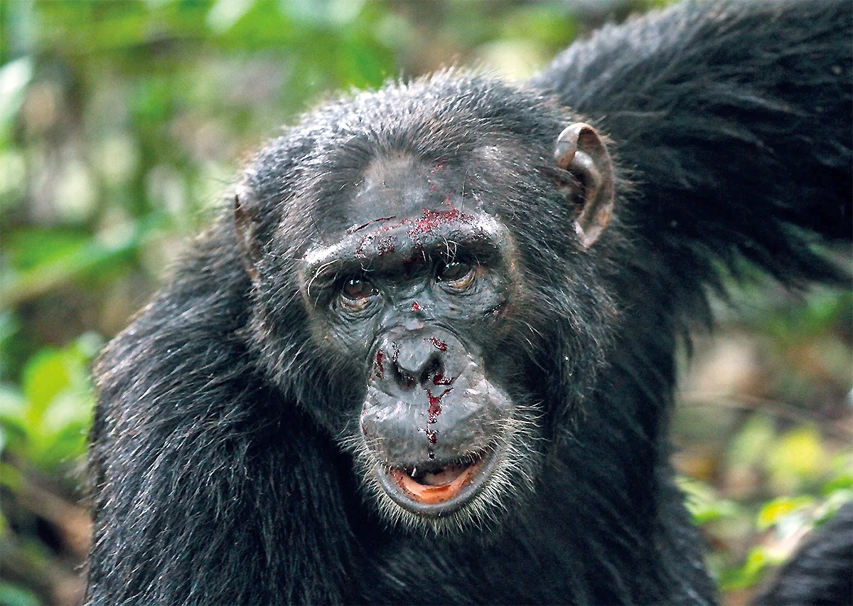 �������� �����-��������