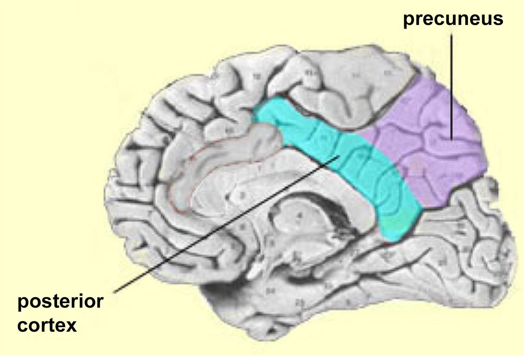 posteromedial cortex & anterior precuneus